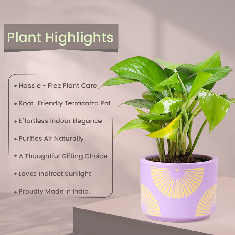 Product Image Video