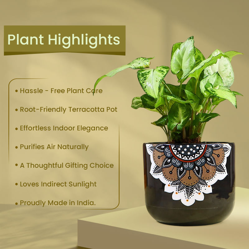 Product Image Video