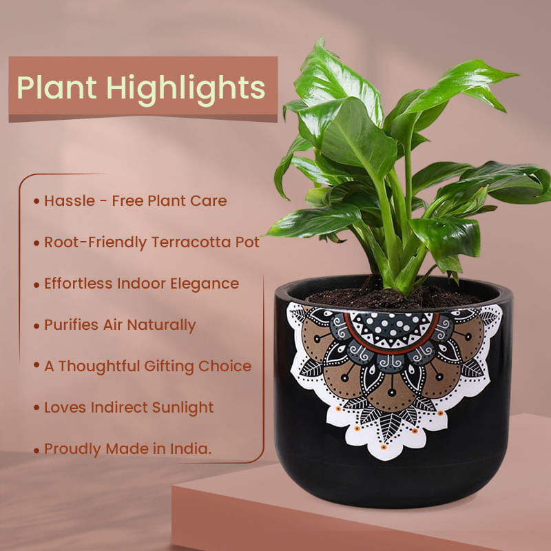 Product Image Video
