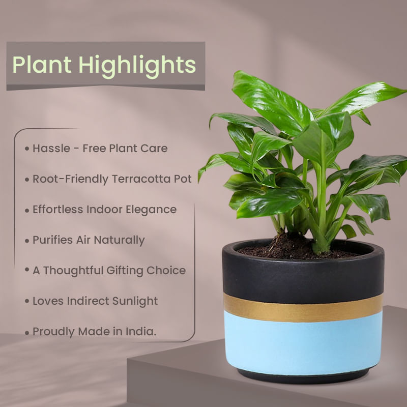 Product Image Video