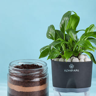 Peace Lily with Chocolate Jar Cake Delight