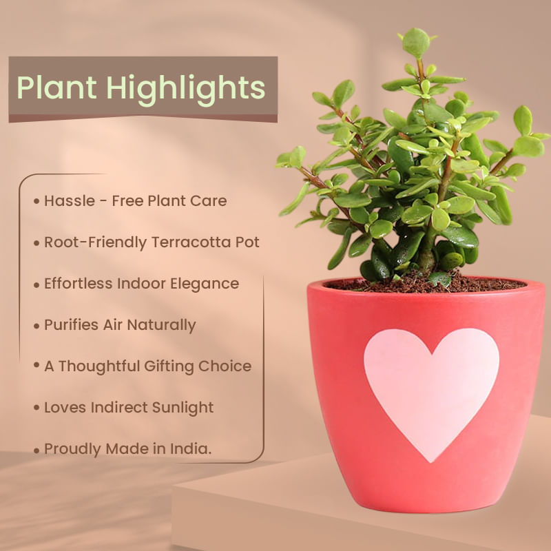 Product Image Video