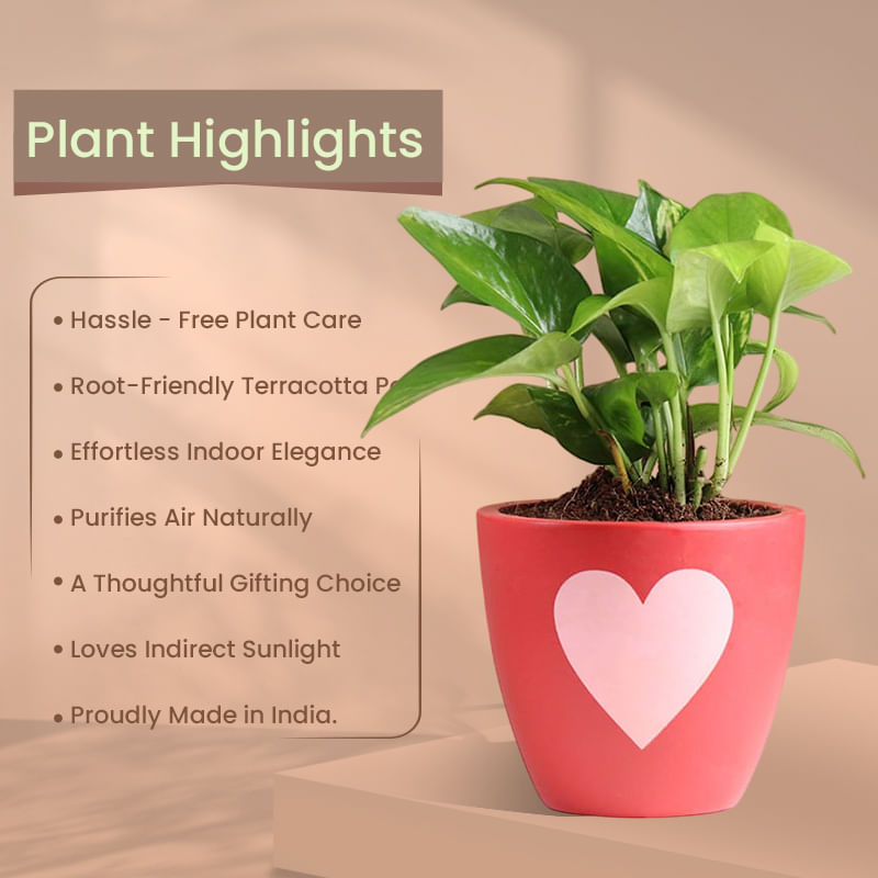 Product Image Video