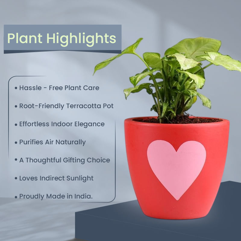 Product Image Video