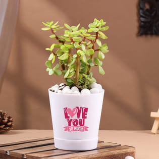 Jade Plant In Hello Love Pot