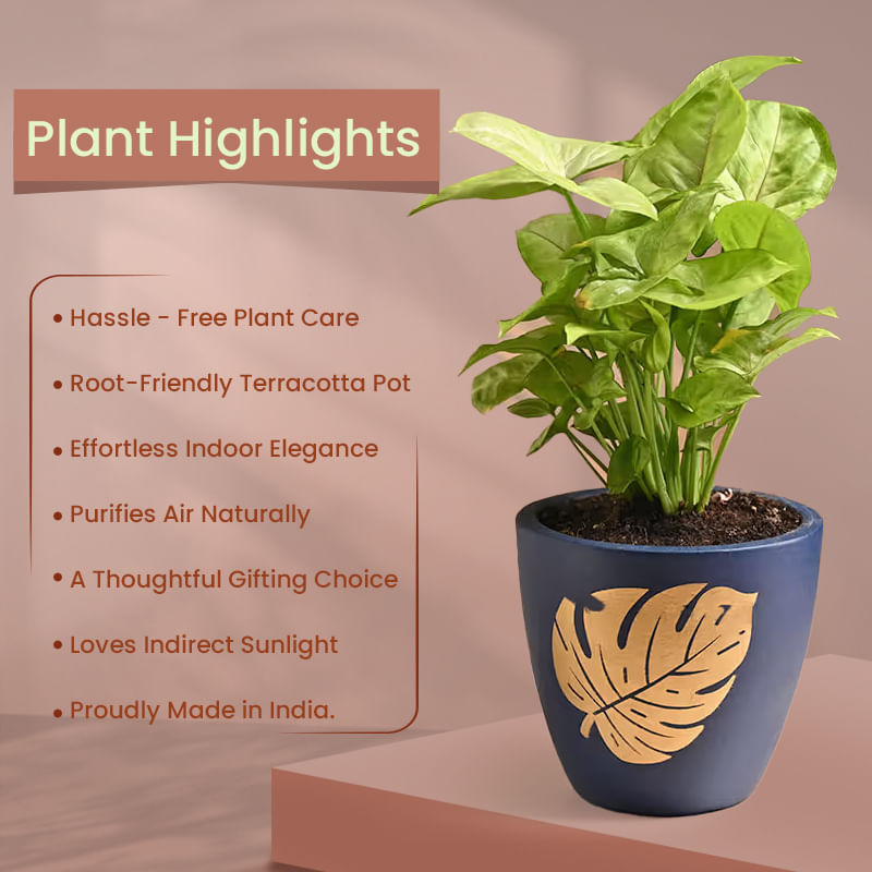 Product Image Video