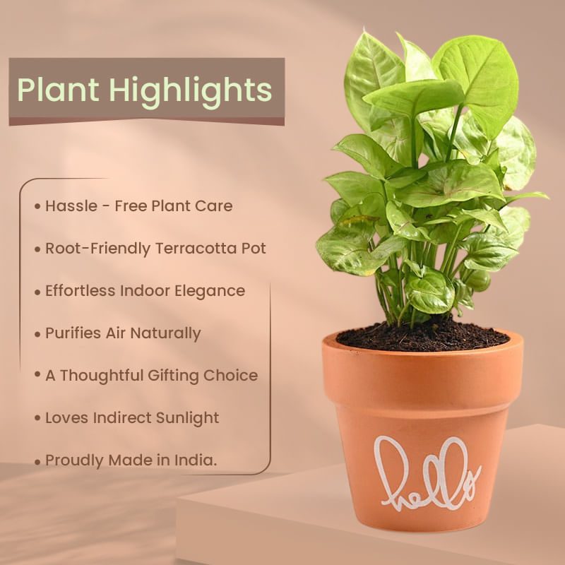 Product Image Video