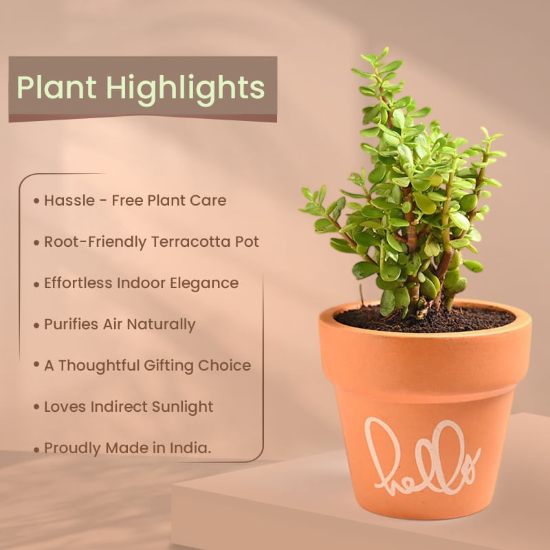 Product Image Video