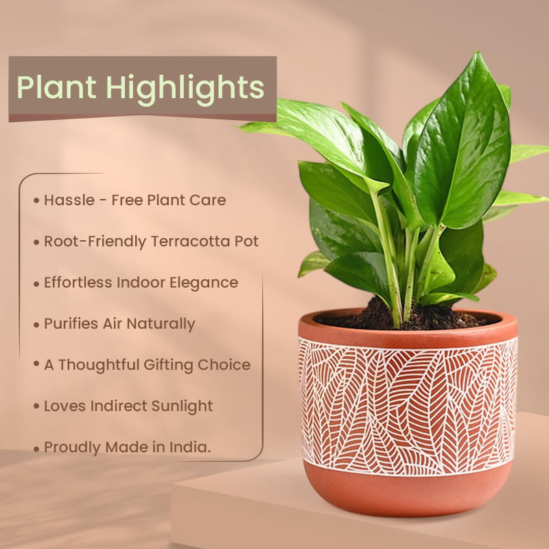 Product Image Video