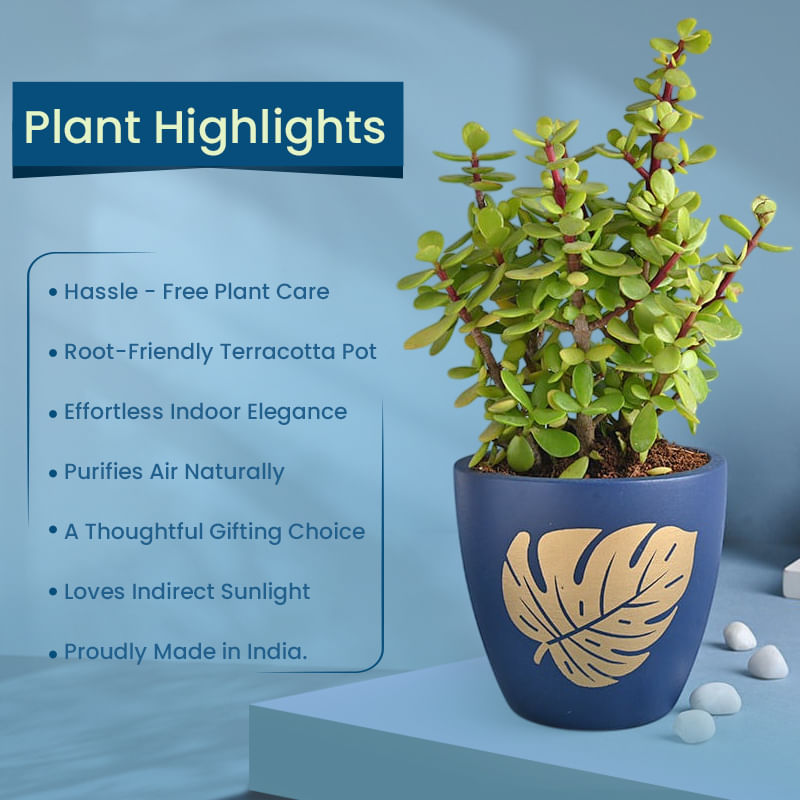 Product Image Video