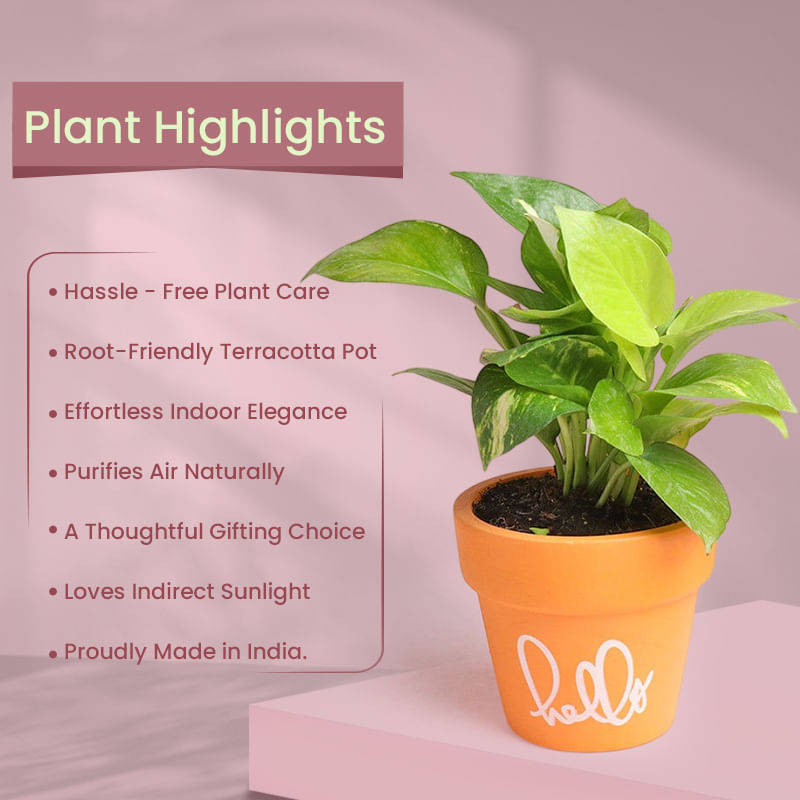 Product Image Video