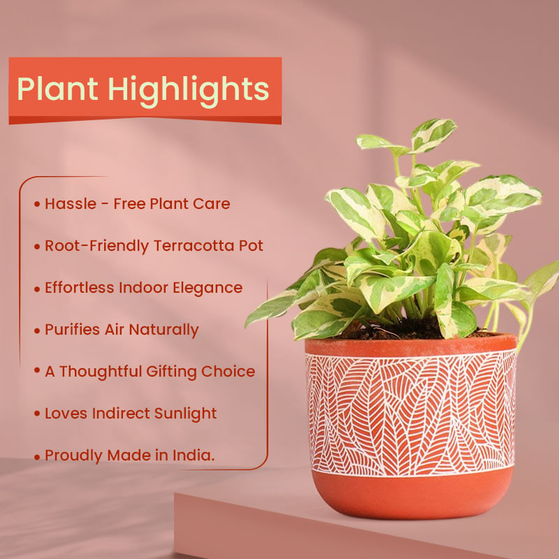 Product Image Video