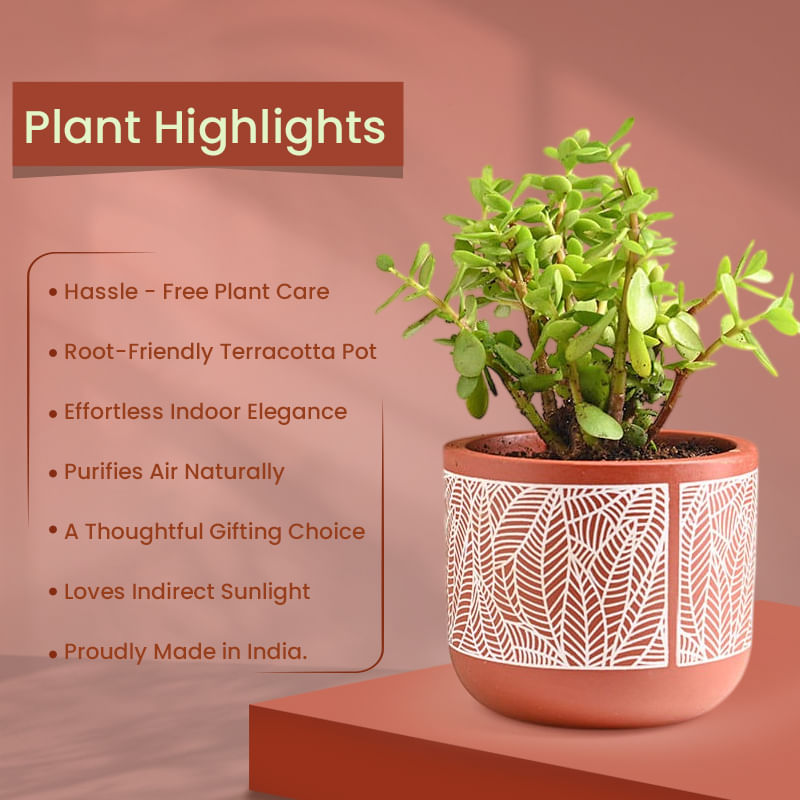 Product Image Video
