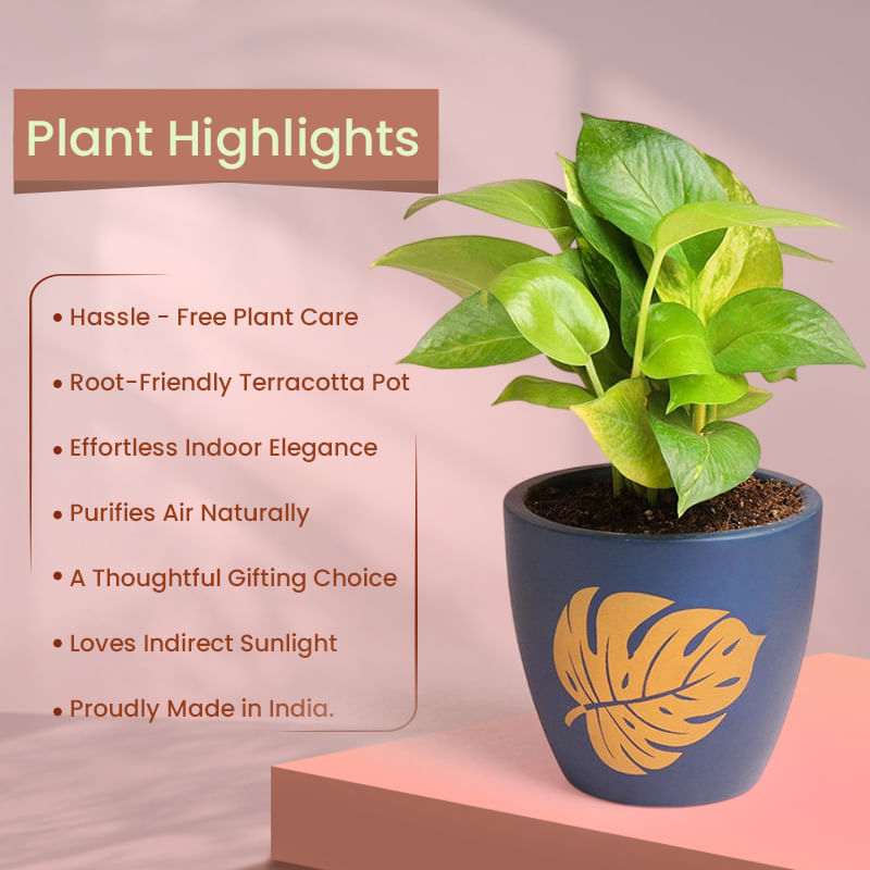 Product Image Video