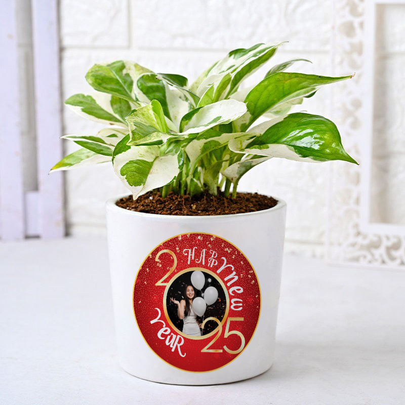 HNY Personalised White Pothos