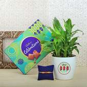 Nok Jhok Rakhi Plant Chocolate Combo