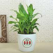 Product View in Rakhi With Plants - Peace Lily Plant With Rakhi N Cadbury