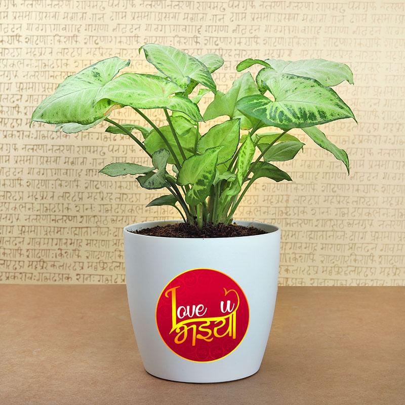 Golden Syngonium View in Rakhi With Golden Syngonium N Cadbury