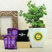Rudraksha Rakhi With Five Dairy Milk Chocolates N Jade Plant