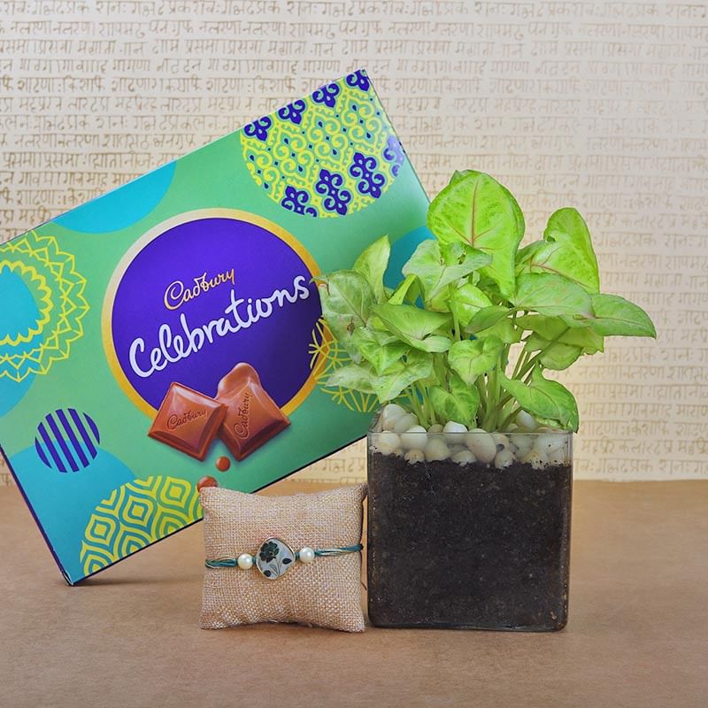 Choco Filled Syngonium Rakhi Combo