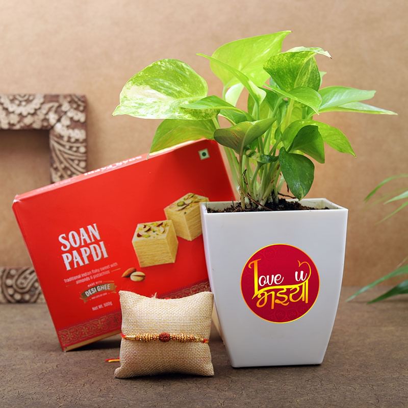 Love U Bhaiya Money Plant With Rakhi N Soan Papdi