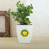 2nd Product in Rudraksha Rakhi With Chocolate Box N Jade Plant