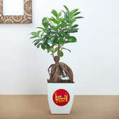 Rakhi With Plants - Green Rakhi With Ficus Micro Carpa Bonsai Plant N Chocolate Box