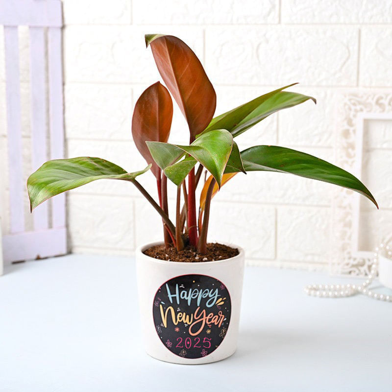 Red Plant In White Vase