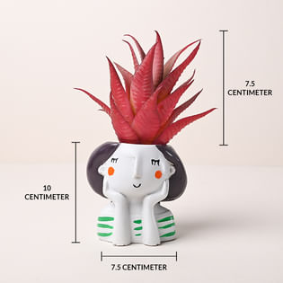 Charming Artificial Howarthia Plant Online