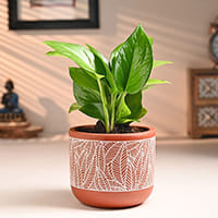 Air Purifying Plants