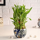 Lucky Bamboo