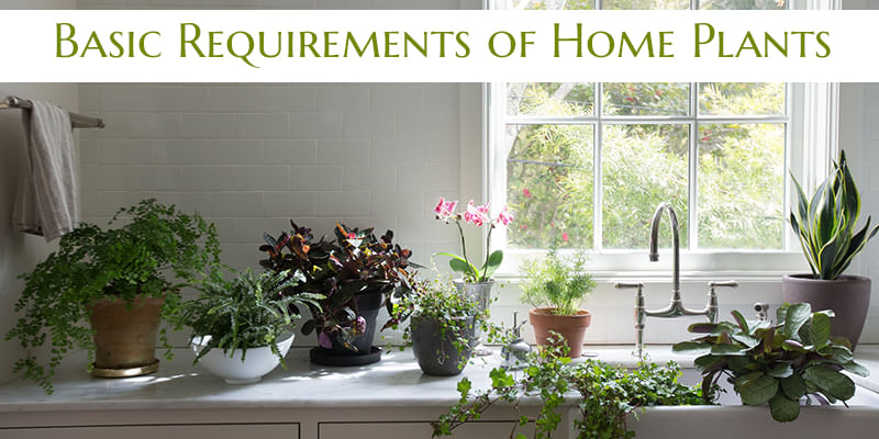 Do you know the basic requirements of home plants?