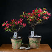 Blooming Bougainvillea Plant