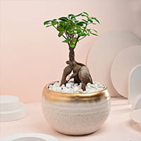 Bonsai Plants