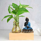 Buddha Money Plant Combo