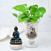 Buddha Money Plant Combo
