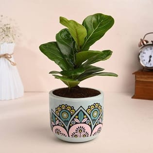 Fiddel leaf In Terracotta Pot