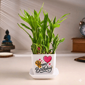 2 layer lucky bamboo in white pot