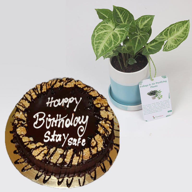 PRIL1 - Syngonium Plant And Choco Walnut Cake