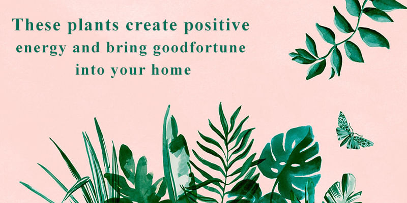 Befriend These 7 Plants For Wealth & Fortune