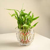 Lush Lucky Bamboo Plant In Designer Glass Vase