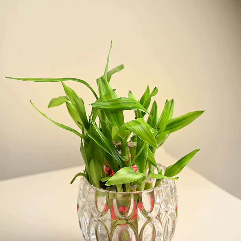 Lush Lucky Bamboo Plant In Designer Glass Vase