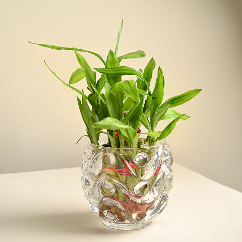 Lucky Bamboo In Swirly Crystal Pot