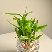 Lucky Bamboo In Swirly Crystal Pot