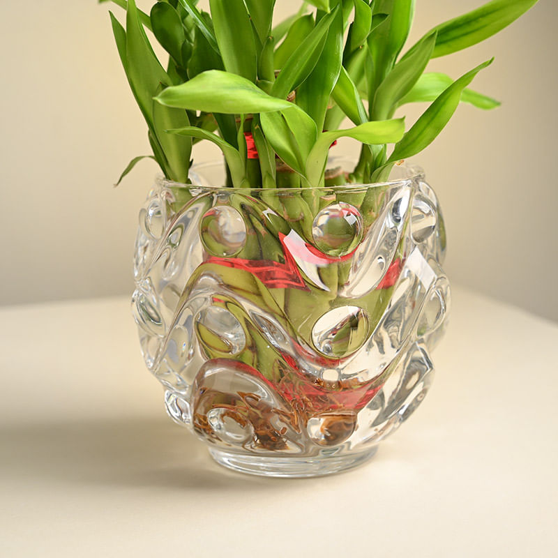 Lucky Bamboo In Swirly Crystal Pot