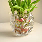 Lucky Bamboo In Swirly Crystal Pot