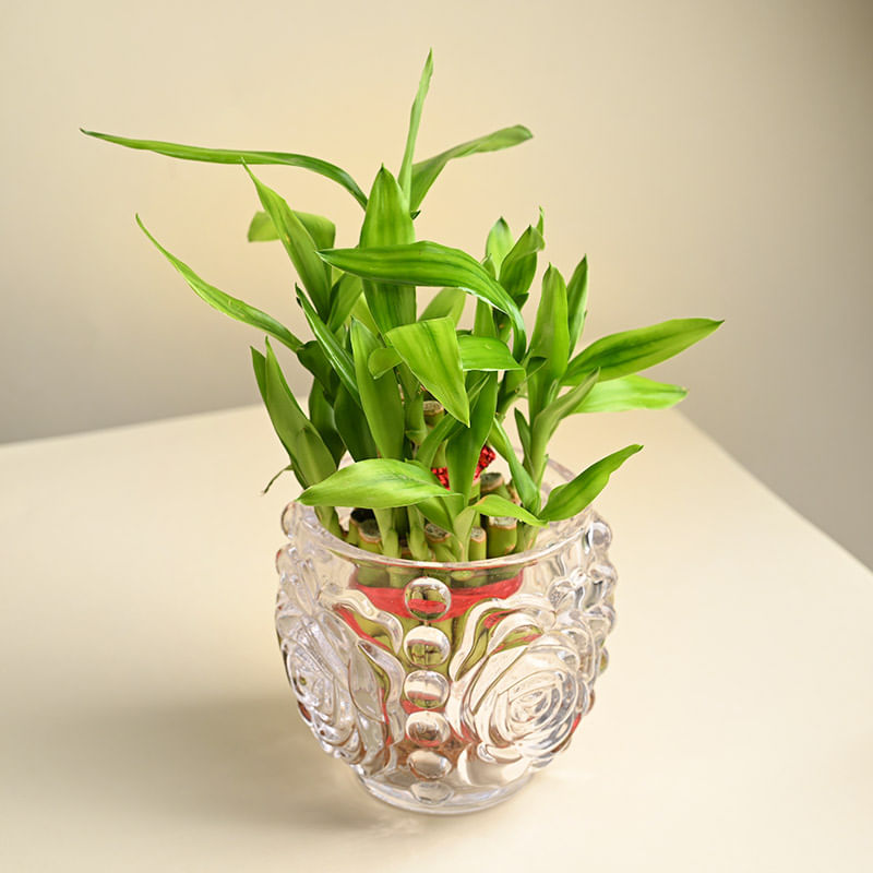 Lucky Bamboo Plant In Rose Crystal Glass Pot