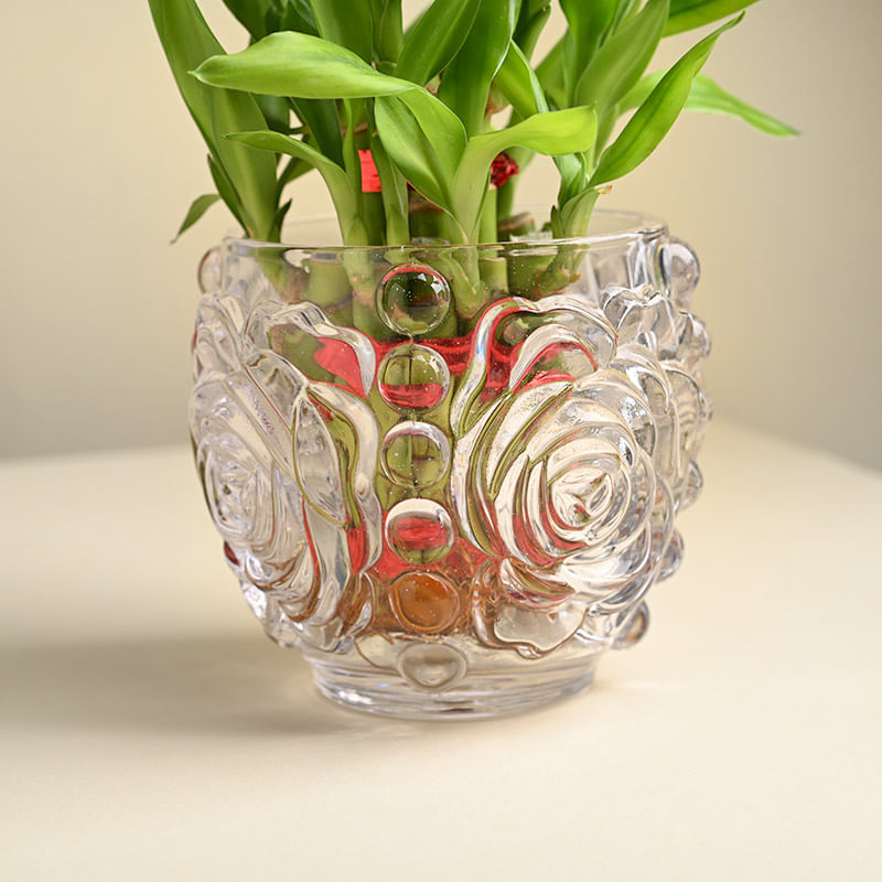 Lucky Bamboo Plant In Rose Crystal Glass Pot