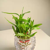 Lucky Bamboo Plant In Rose Crystal Glass Pot
