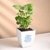 Syngonium Plant For Dad